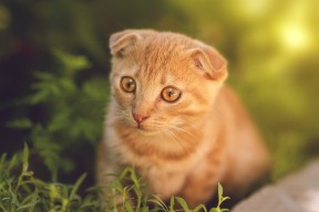 mk sports 体育-法国新一代天才崭露头角，未来前景广阔