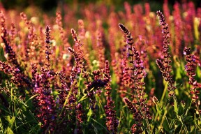 mksports官网-田径跨栏项目调整栏高标准引热议，田径跨栏栏间距