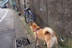 mk官网中国官网-澳大利亚橄榄球的市场前景无限，赛事不断走向国际化，澳大利亚橄榄球队