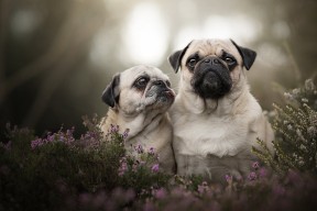 mk体育官网首页-体测标准改革促使球员体能全面进步，体测标准各项所占比例