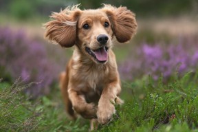 mk体育app下载-波兰水球攻防转换效率高，波兰水球攻防转换效率高还是低