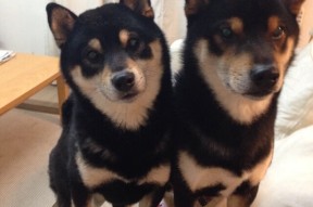 mk体育现在-体育小镇建设成果展示会成功举办，体育小镇 规划设计方案