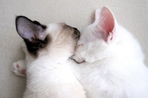 MK体育体验-北京鸭攻守两端全面开花展现强队风采，北京鸭川