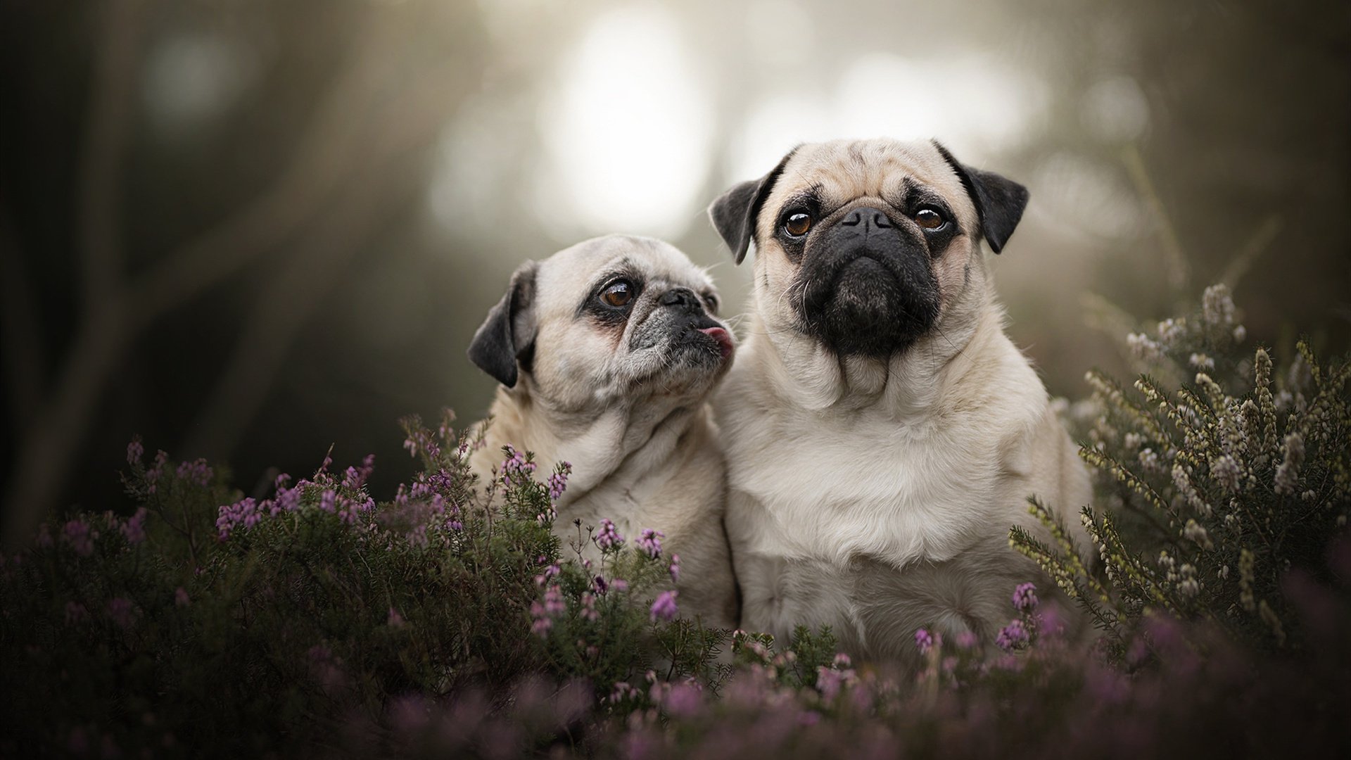 体测标准改革促使球员体能全面进步，体测标准各项所占比例