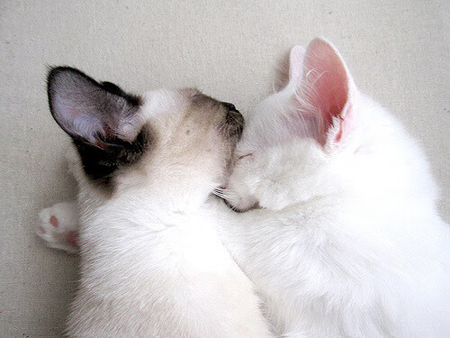 北京鸭攻守两端全面开花展现强队风采,北京鸭川