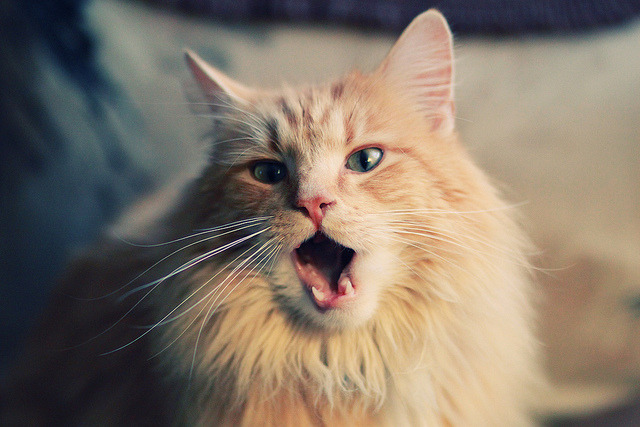 地方政府支持篮球建设推动全民健身，怎么让政府建个篮球场