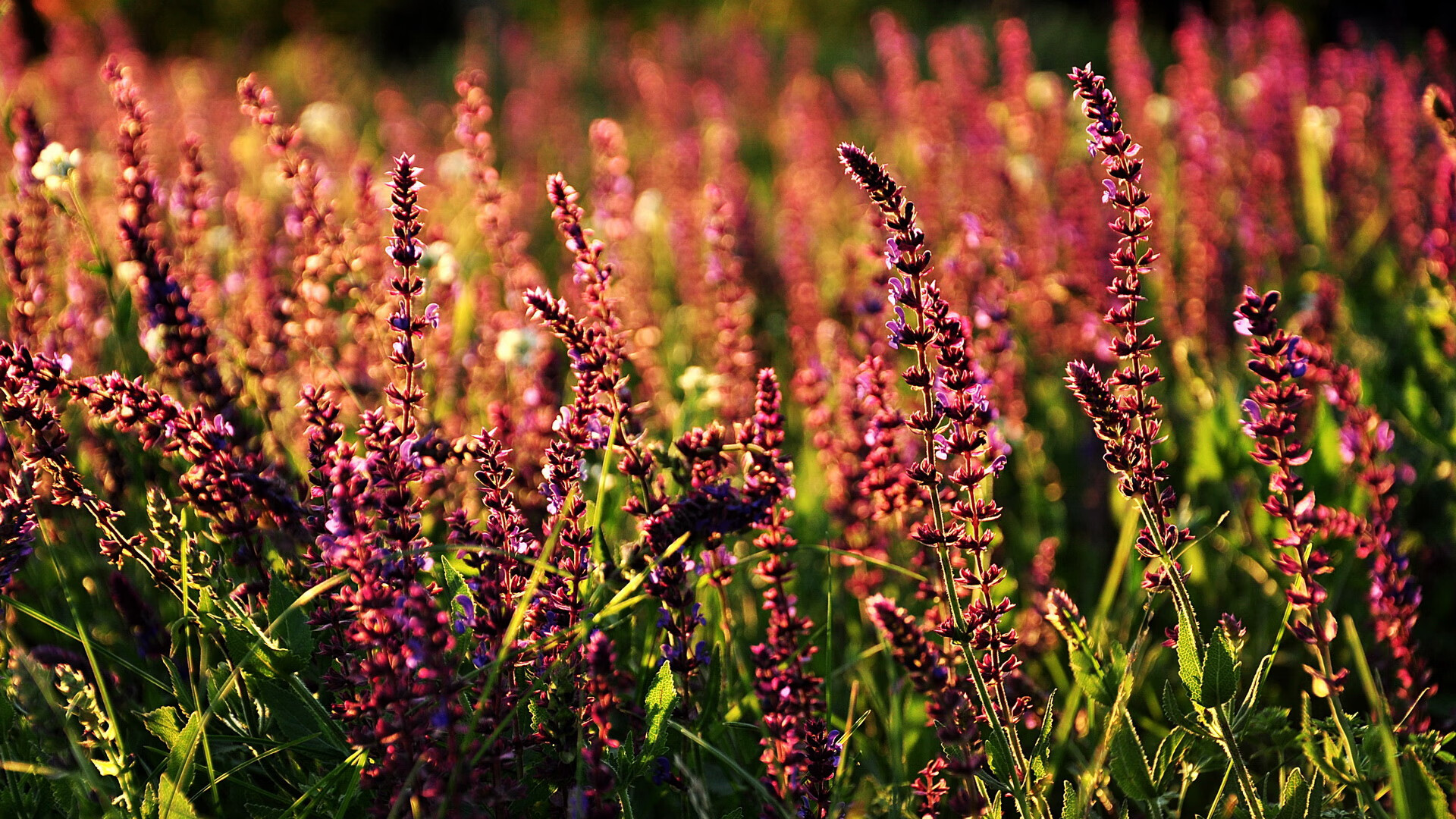 田径跨栏项目调整栏高标准引热议,田径跨栏栏间距