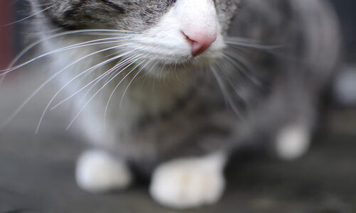 足球赛场赛事安全管理全面加强,足球赛安全注意事项