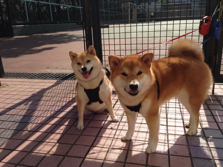 特斯·冯·迪克:为南非队提供稳定支持,巧妙分球引领进攻,冯迪特里施